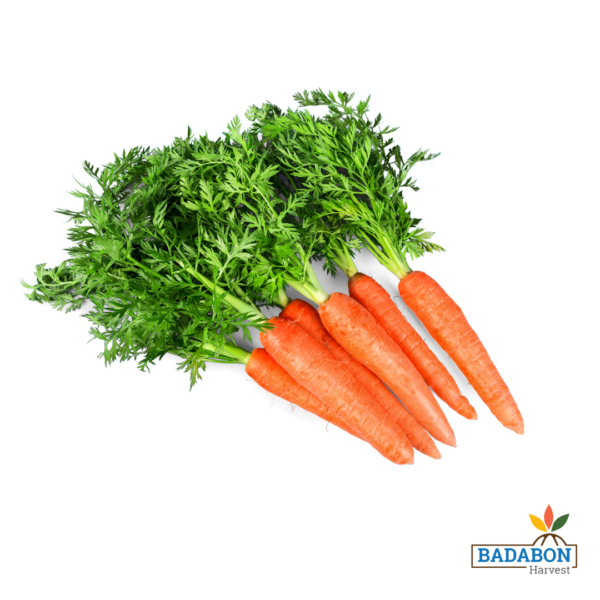 Carrot - গাজর