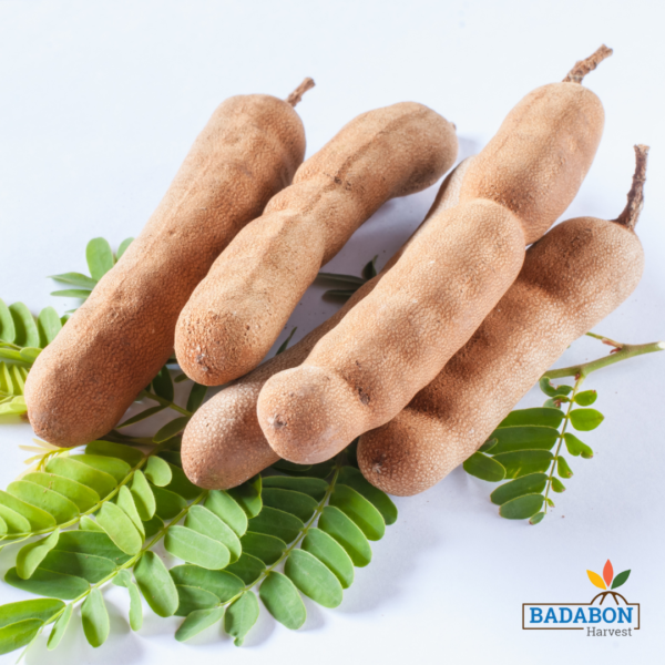 Tamarind Raw - কাঁচা তেঁতুল