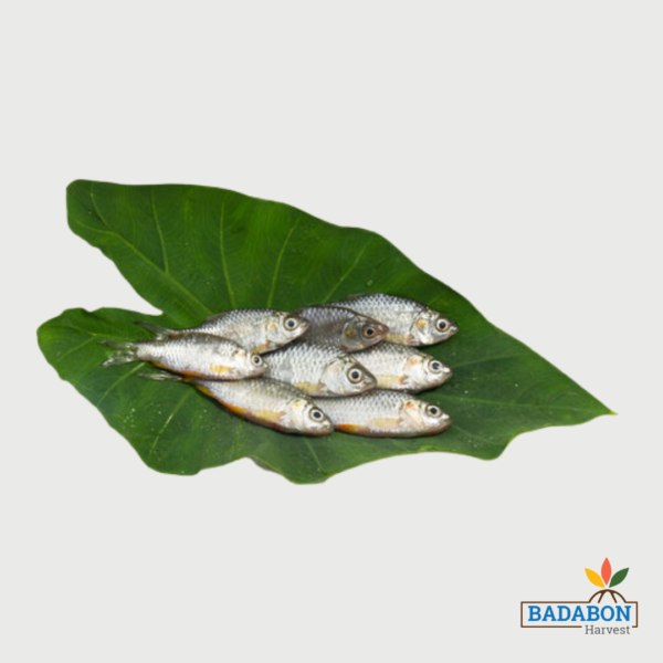 Deshi Puti Fish - দেশি পুটি মাছ