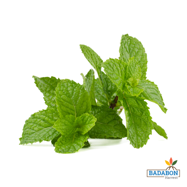 Mint - পুদিনা পাতা