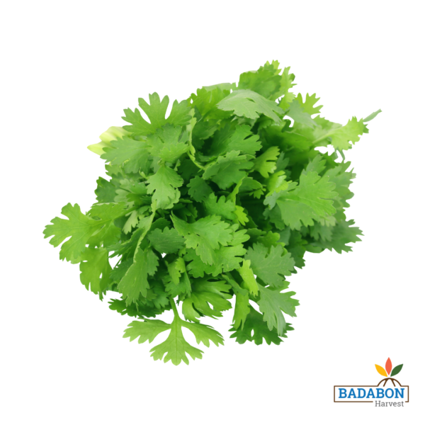 Coriander leaves - ধনে পাতা