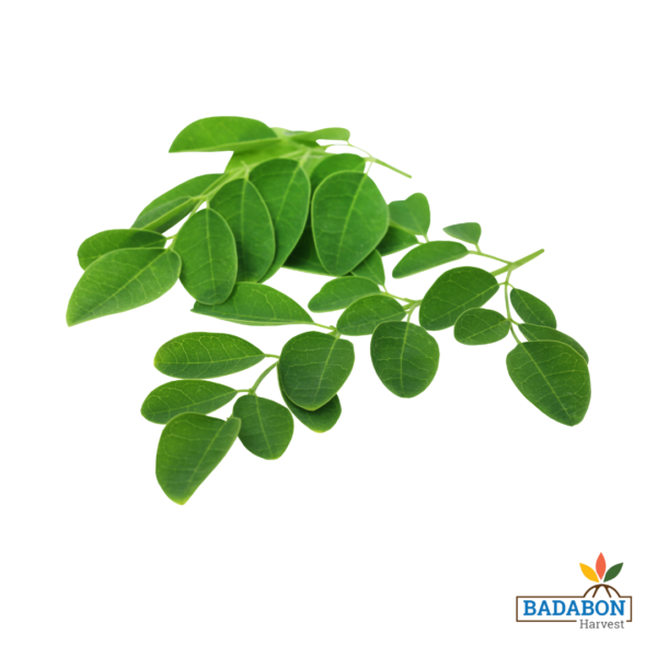 Moringa Leaves - সজনে শাঁক