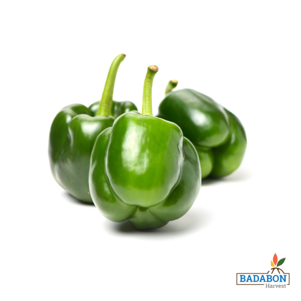 Capsicum - ক্যাপসিকাম