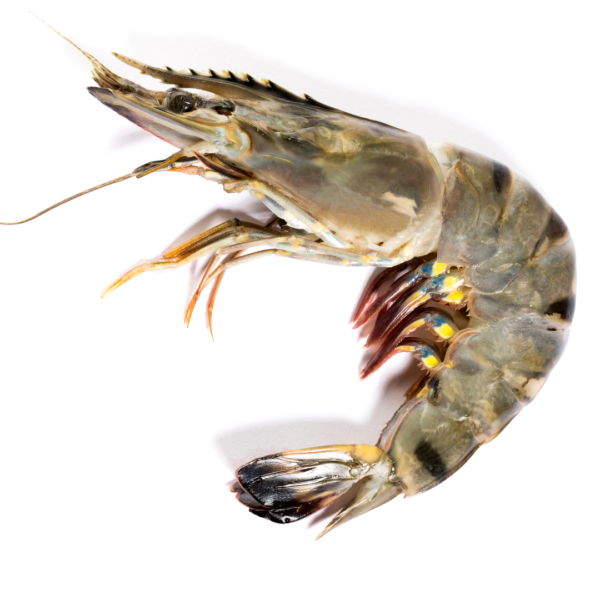 Black Tiger Shrimp / বাগদা চিংড়ি - 500 grams