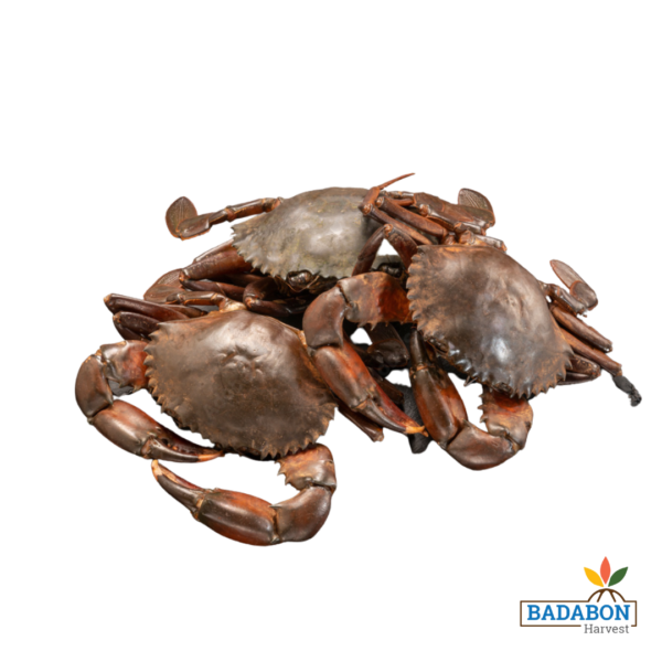 Mud Crab - কাঁকড়া