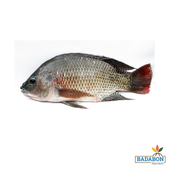 Tilapia Fish - তেলাপিয়া মাছ - (500 Grams)