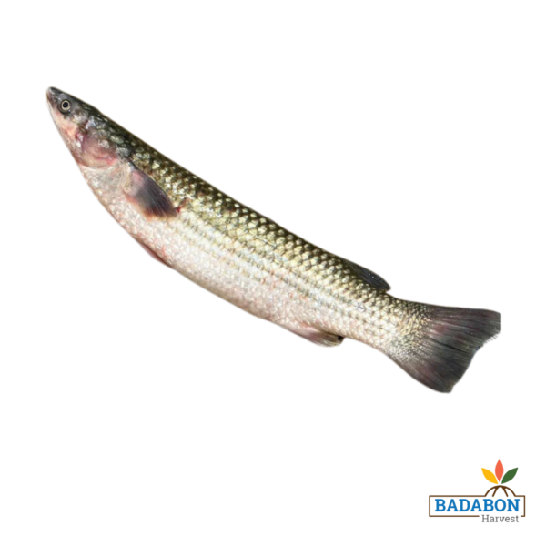 Bhangon fish - ভাঙ্গন মাছ